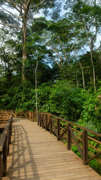 Sendero Elevado Construido Con Madera Través Bosque Región Amazónica Con —  Fotos de Stock