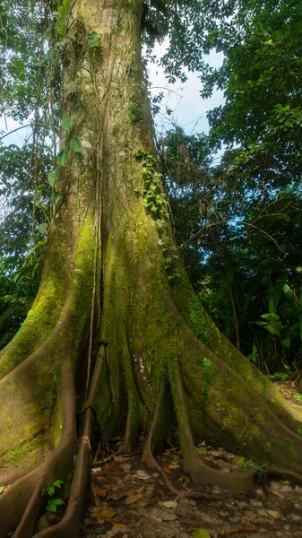 Acércate Árbol Gigante Centenario Higueron Medio Selva Región Amazónica Ecuatoriana —  Fotos de Stock
