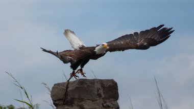 Arka planda mavi gökyüzü olan bir taştan uçmaya başlayan kel bir kartala yaklaşın. Bilimsel adı: Haliaeetus leucocephalus