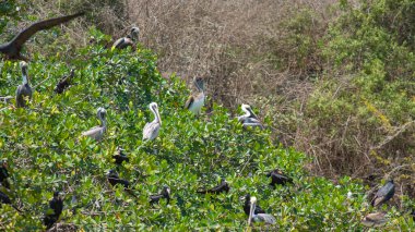 Pasifik kahverengi pelikan grubu Ekvador kıyısında yeşil yapraklı siyah bir mangrov üzerinde dinleniyor. Bilimsel Adı: Pelecanus occidentalis murphyi