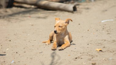Küçük sarı beyaz köpek kumsalda tek başına oturuyor.