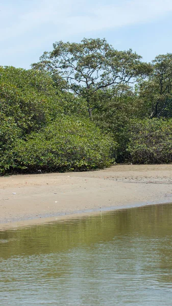 Bosque Manglar Negro Junto Río Marea Baja Día Soleado Nombre —  Fotos de Stock