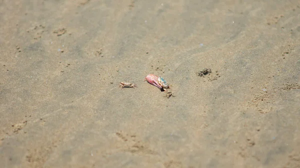 小提琴手蟹进入海滩沙中的一个洞 科学名称 Uca Tangeri — 图库照片