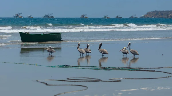 Група Тихоокеанських Бурих Пеліканів Стоїть Пляжі Відбиваючи Воді Риболовецькі Човни — стокове фото