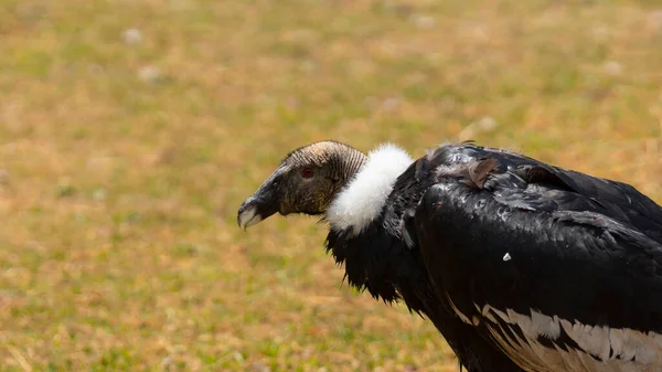Annäherung Den Kopf Eines Weiblichen Anden Kondors Profil Mit Hintergrund — Stockfoto