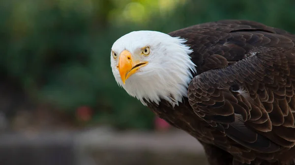 Approach Head Bald Eagle Seen Side Facing Camera Background Unfocused — Stock Photo, Image