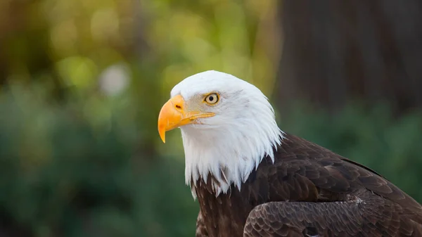 Approach Head Bald Eagle Seen Side Unfocused Trees Background Scientific — Stock Photo, Image