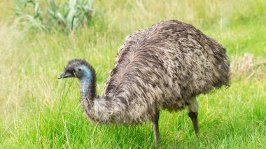 Yeşil bir arazide yürüyen bir nandu görüntüsü. Bilimsel adı: Rhea americana