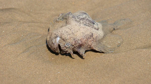 在沙滩上撒满沙子的死鱼 — 图库照片