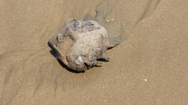 在沙滩上撒满沙子的死鱼 — 图库照片