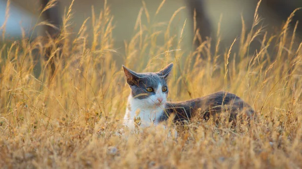 Gato Branco Com Cinza Descansando Meio Campo Com Pequenas Flores — Fotografia de Stock