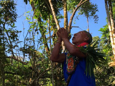 Nueva Loja, Sucumbios / Ecuador - September 2 2020: Elderly indigenous shaman of Cofan nationality performing a healing ritual with his arms raised in the Amazon rainforest clipart