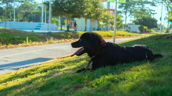 Malý Černý Pes Vyplazeným Jazykem Ležící Zelené Trávě Parku Slunečného — Stock fotografie