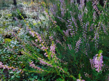 Ormanda büyüyen Calluna Çalıları