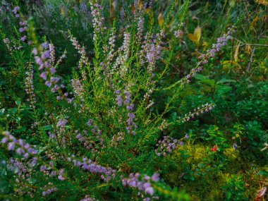Ormanda büyüyen Calluna Çalıları
