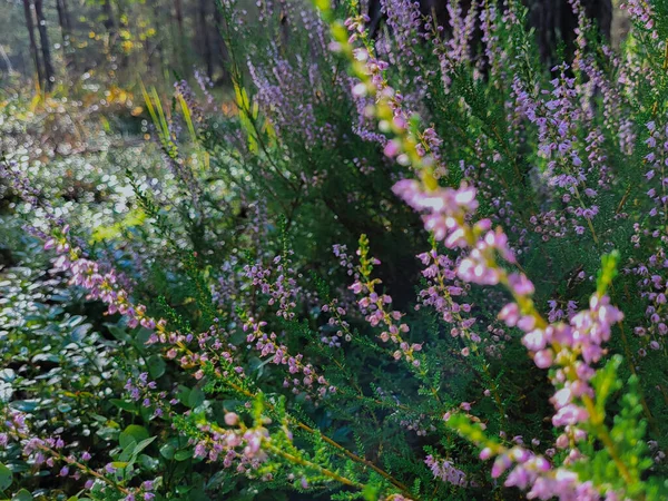 Vahşi Heather Bitkileri Doğal Yaşam Alanında