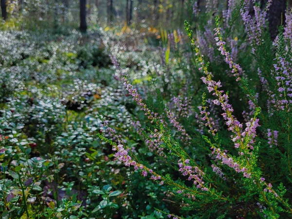 Ormanda büyüyen Calluna Çalıları