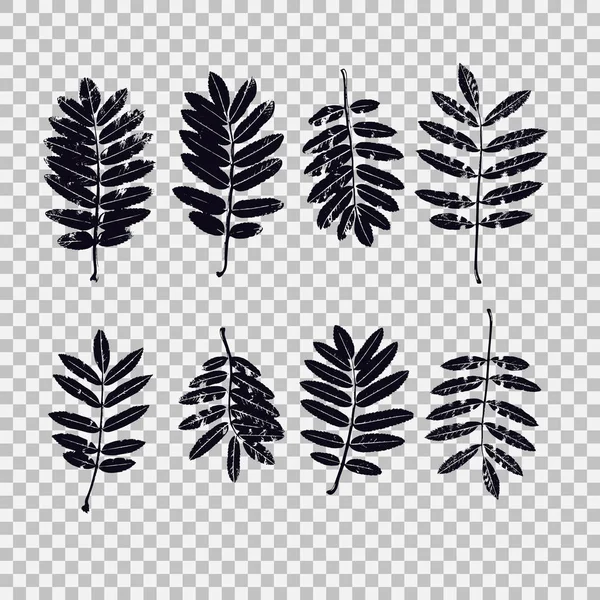 Set of leaves of Rowan. Vector graphics with isolated objects. — Stock Vector