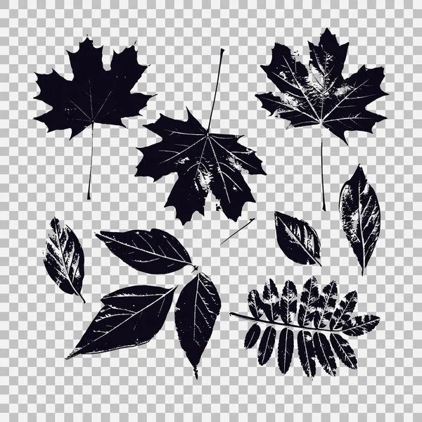 Set of leaves of different vegetation. Vector graphics with isolated objects. — Stock Vector