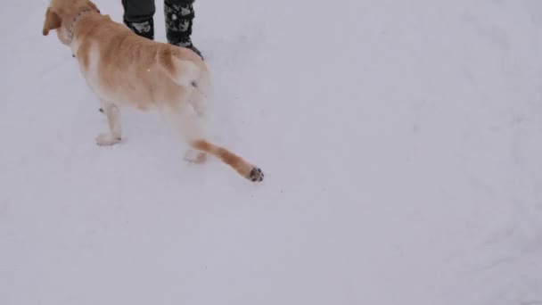 Yalnız karlı manzarada hood yürüyüş ile kırmızı ceketli karamsar hava yürüyüş kız kış manzara içinde yürüyen kadın — Stok video