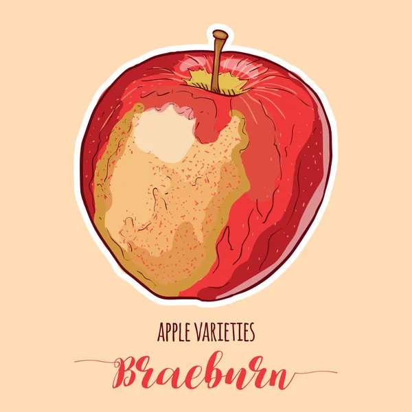 Frutta Braeburn Varietale Varietale Variopinta Colori Disegnata Mano — Vettoriale Stock
