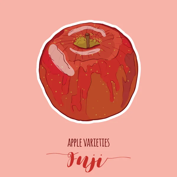 Variétés Pommes Colorées Dessinées Main Fuji Fruit — Image vectorielle