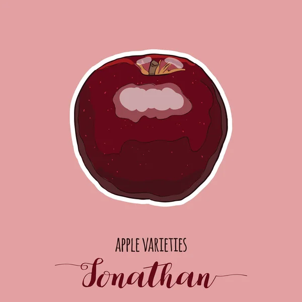 手绘全彩色苹果品种乔纳森水果 — 图库矢量图片