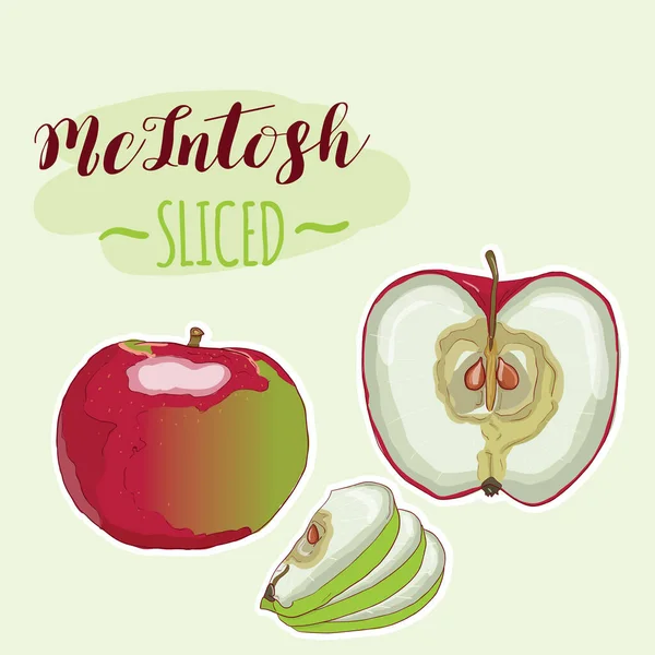 Dessiné Main Polychrome Coloré Réaliste Vert Pomme Rouge Mcintosh Sliced — Image vectorielle