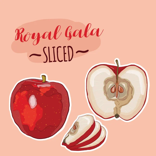 Dessiné Main Polychrome Coloré Réaliste Rouge Pomme Royal Gala Fruits — Image vectorielle