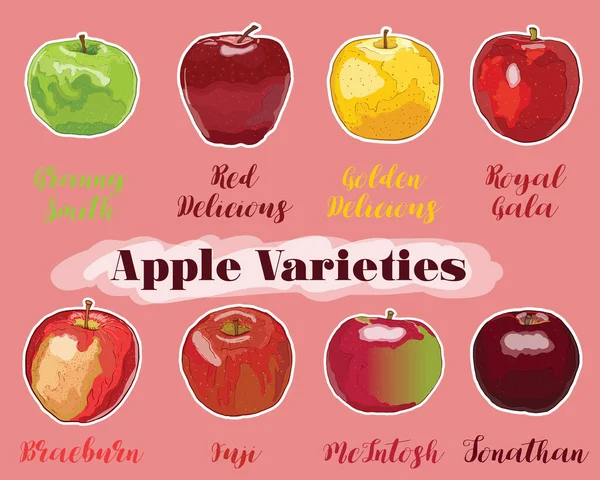 Granny smith apple Vector Art Stock Images | Depositphotos Granny smith apple Vector Art Stock Images | Depositphotos