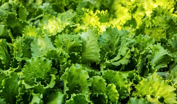 Juicy green lettuce leaves. Natural texture. Organic Homemade Lettuce. Organic lettuce bed in the garden