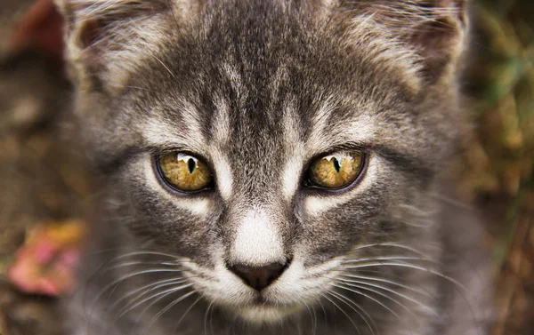 Young gray cat with beautiful eyes. Gray cat with yellow eyes. Cat\'s eyes