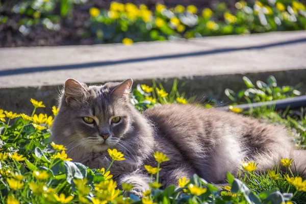 Gray fluffy cat in flower bed. Cat and spring
