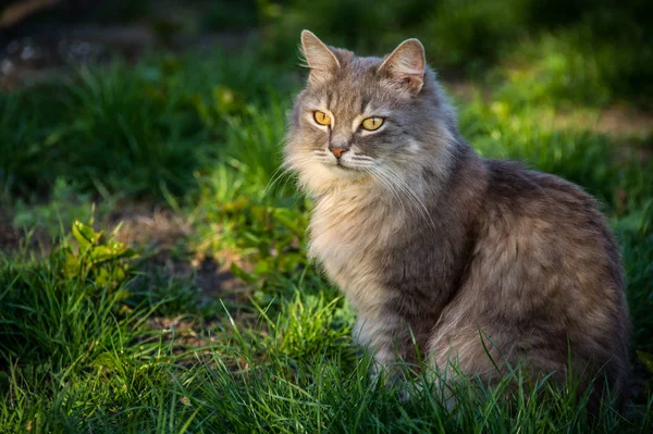 Cat in the green grass. Gray fluffy cat