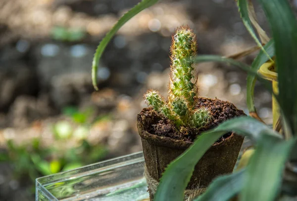 Small cactus in pot. Small plant green cactus