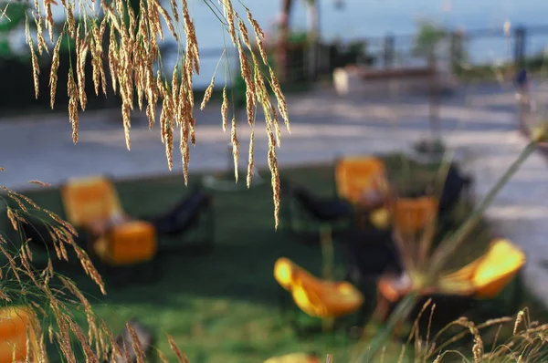 Yellow chair bag on the grass in a cafe. The interior of the summer cafe. Summer furniture in a restaurant.