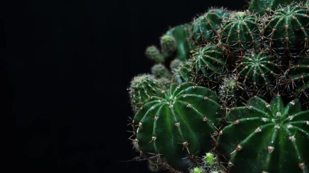 Cactus Vert Avec Des Aiguilles Pointues Tourne Sur Fond Sombre — Video