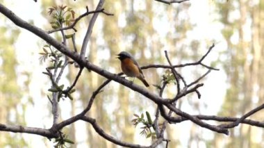 Meşgul redstart, bir ağaçta küçük kuş şarkısı, bahar. Redstart bir dal üzerinde oturur ve bahçede şarkı söyledi. Bahar kuşları.