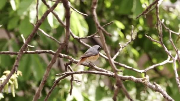 忙碌的红发 小鸟在树上的歌声 Redstart坐在花园里的树枝上 用树枝清洁它的嘴 读羽毛 春天的鸟 — 图库视频影像