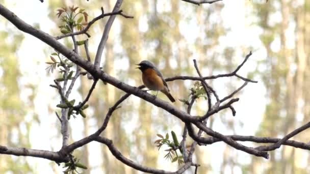 Červený Začátek Malá Ptačí Píseň Stromě Jaro Redstart Sedí Větvi — Stock video