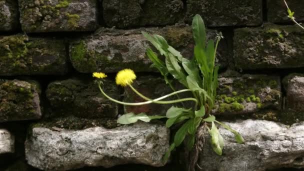 Abstract View Yellow Green Dandelion Growing Cracks Stone Ledge Bright — Stock Video