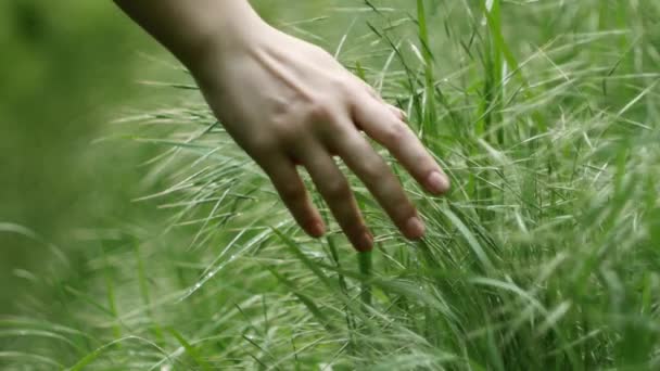 昼間の野原で露で草に触れる手のクローズアップ 自然を愛する女性 環境に優しく 環境を気遣う生活 ソフトフォーカス — ストック動画