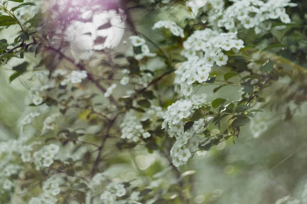 スピライアの白い花 Reeves Spirea スピラエア カントニエンシス の白いきれいな花 ソフトフォーカス ヴィンテージショット — ストック写真