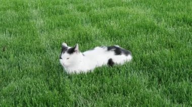 Siyah ve beyaz kedi sıcak bir günde çimenlikte dinleniyor. Bahçede dinlenen sevimli eğlenceli tomcat yakın.