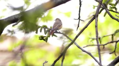 Meşgul redstart, ağaçta küçük şarkı kuş, bahar. Redstart bir dal üzerinde oturan ve uzak uçan. 