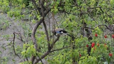 Jay kuş şehir parkında bir dal ağacında ceviz fasulye yiyor. Avrasya karga aile orman kuşu. (Garrulus glandarius). 