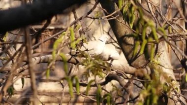 Dal ağacında duran romantik dokunuşlara sahip avrasya yakalı güvercinler (Streptopelia decaocto) çifti. Bahar. Bahçede bir çift güvercin.