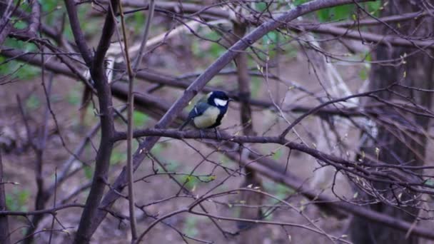 忙碌的煤田 小松鸟在树上 蓝色蒂特坐在树枝上飞走了 — 图库视频影像