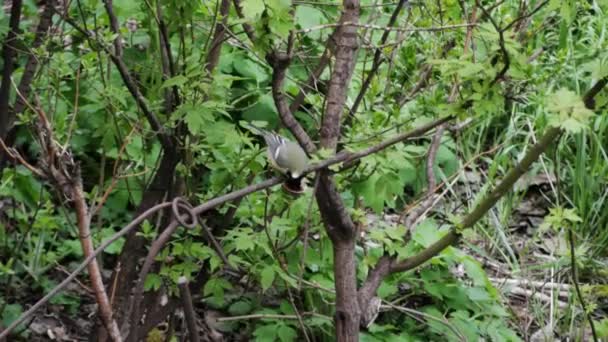 忙しい石炭のティット 木の小さな歌の鳥 枝にクルミ豆を食べる青い大きなティット パルスメジャー — ストック動画