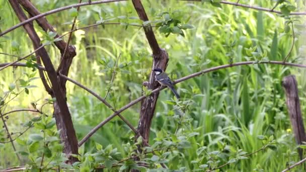 Carbón Ocupado Pájaro Canción Árbol Primavera Blue Tit Sentado Una — Vídeos de Stock